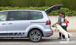 Trasporto cane in auto, regole e consigli per un buon viaggio