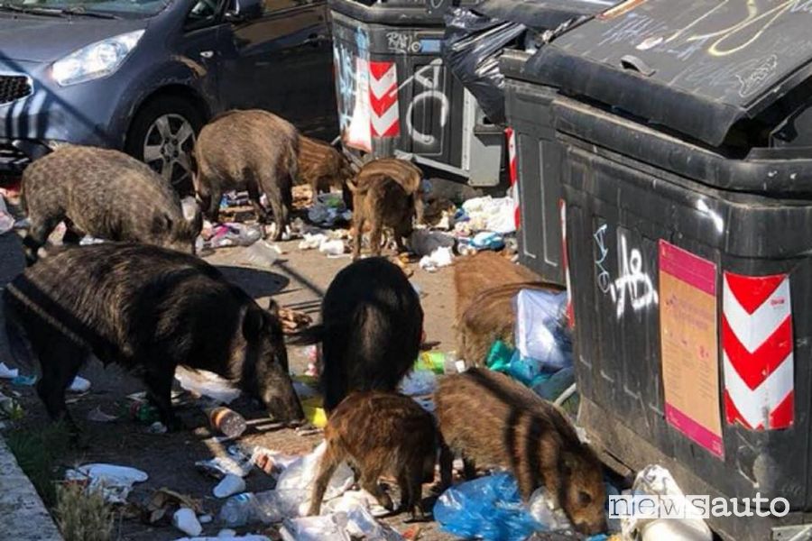 Cinghiali a Roma nella spazzatura