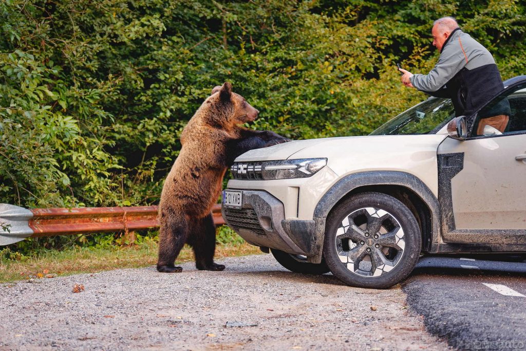 L'orso in piedi sulla Duster si allunga verso la persona in cerca di cibo. 