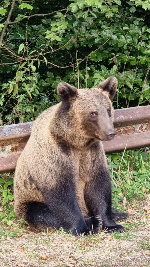 incontro con l'orso