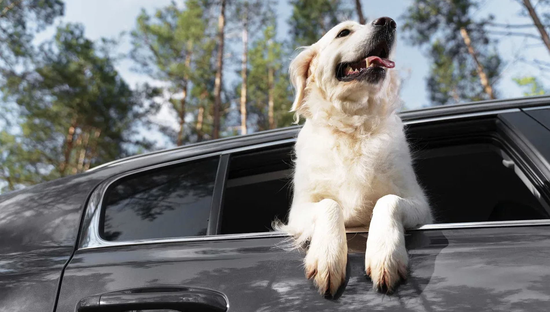 Abbandono degli animali dall’auto su strada: sanzioni più pesanti