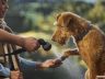 Land Rover Discovery Pack For Dog