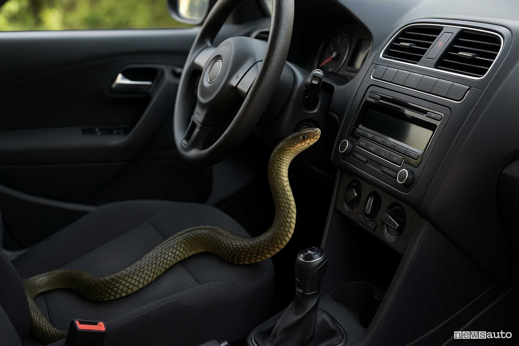 Serpenti in auto, da dove entrano e come proteggersi